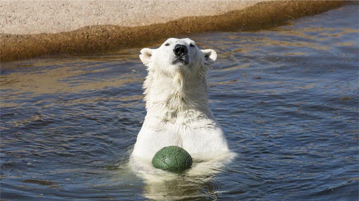 Jääkarhu vedessä pallon kanssa. Ammattiliitto JHL:n jäsenedut ovat valtavan monipuoliset. Jäsenyys kannattaa.